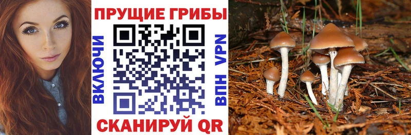 Псилоцибиновые грибы мицелий  Нижний Тагил 